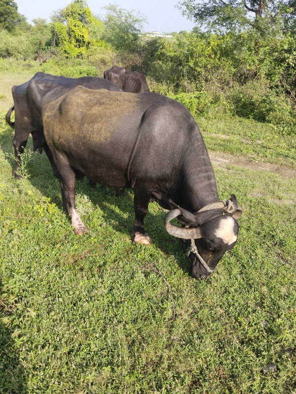 ભેંસ વેચવાની છે