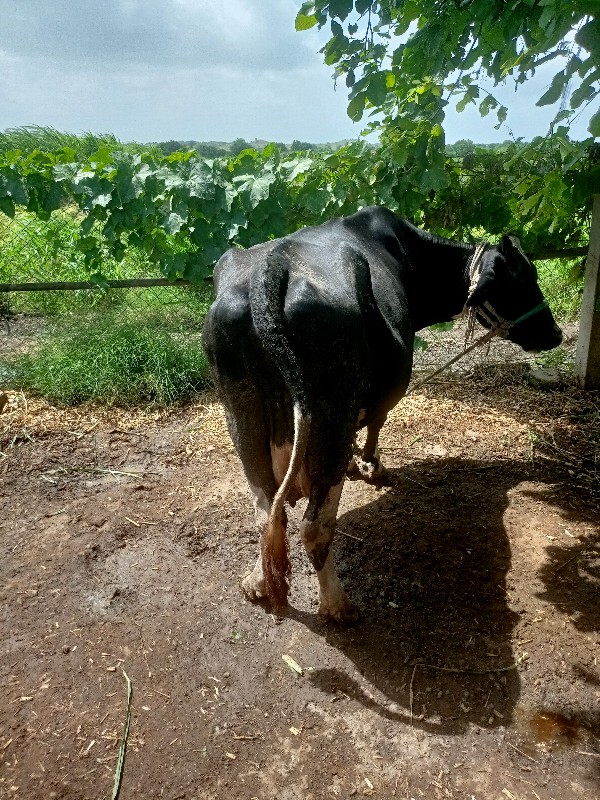 ગાય બેસવાની છે