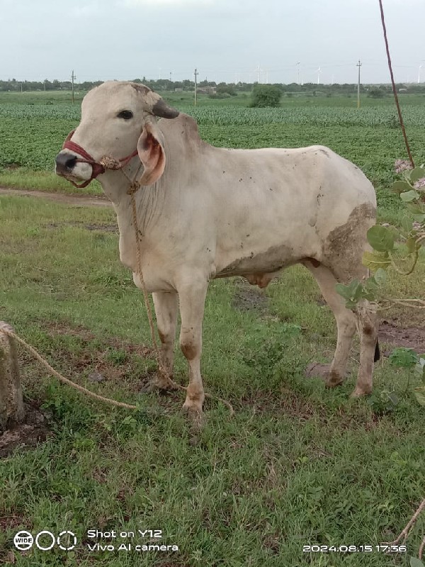 ચારદાતેછે.