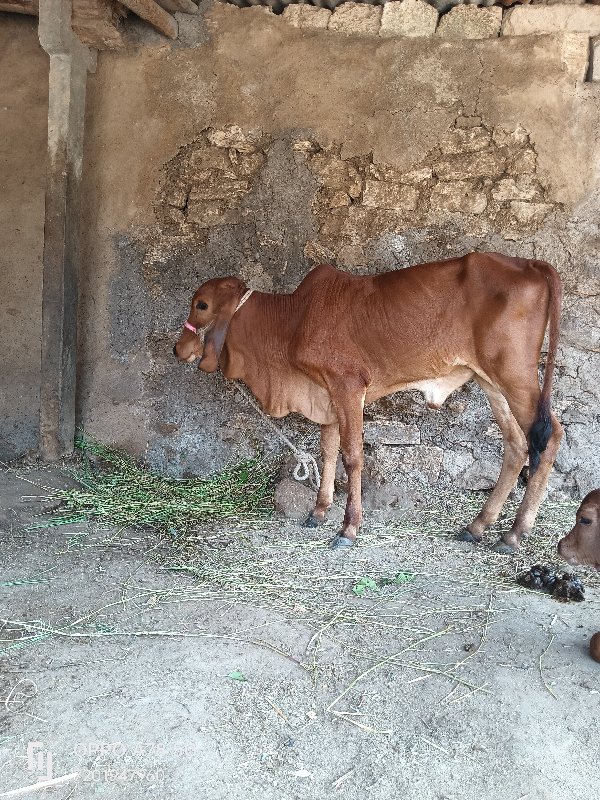 ગાય વેચવાની છે