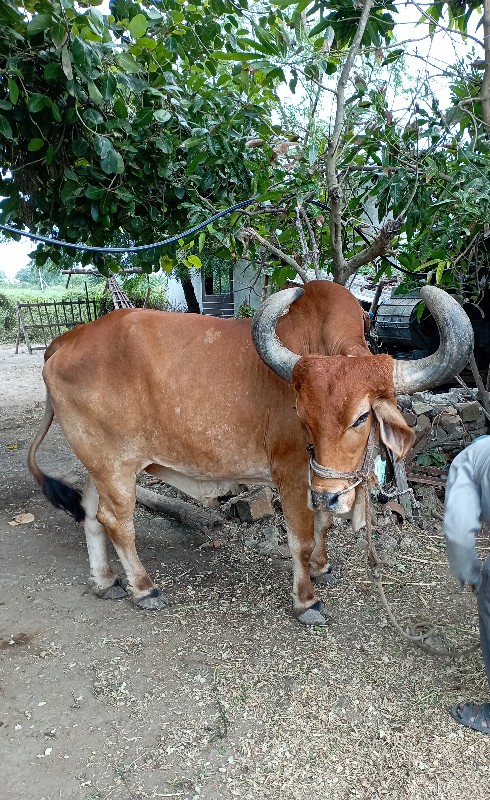 બળદ એક જ સે