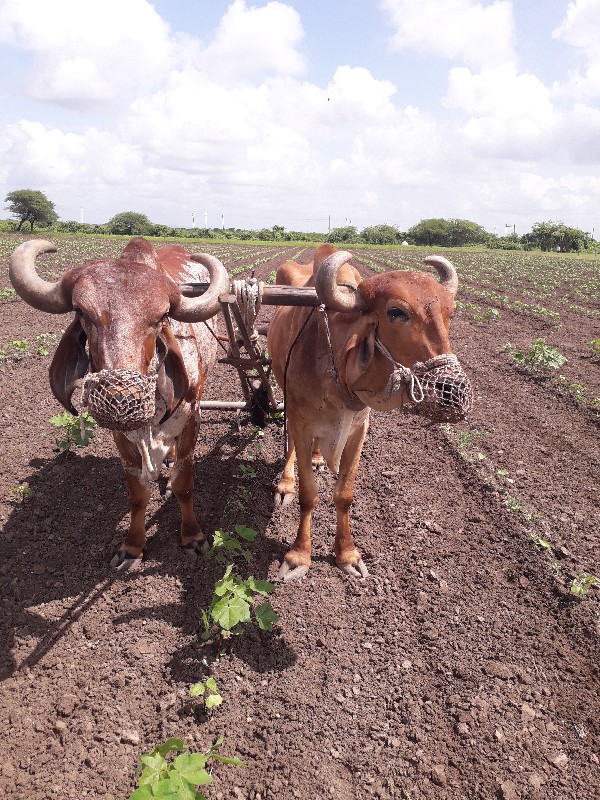 બરધ વેચવા ના છે...