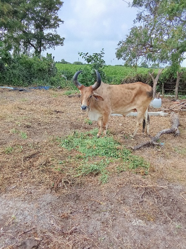 બળદ વેચવાનો છે