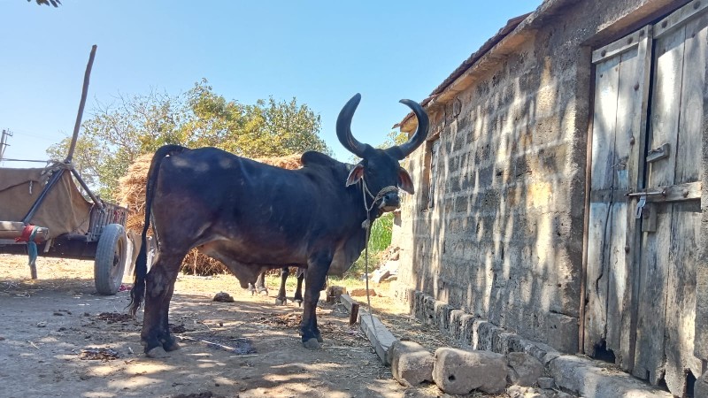 બળદ વેચવાનો છે