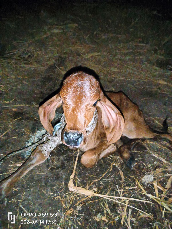 ગીર ગાય છે