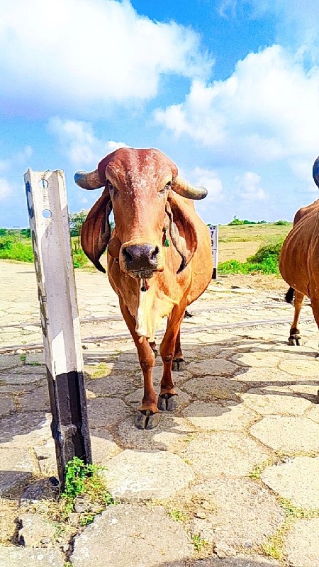 ગાય વેસવા ની છે...