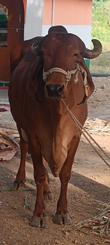 ગીર ગાય અને વાછ...