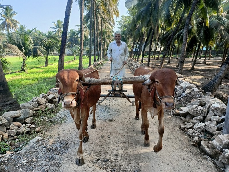 ગોધલા વેચવાના છ...