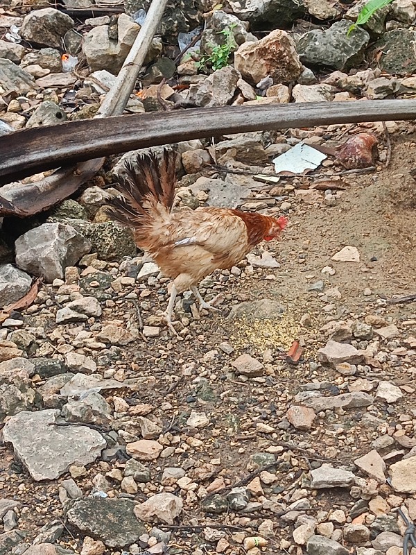 મુરધી પોયર દેશી...