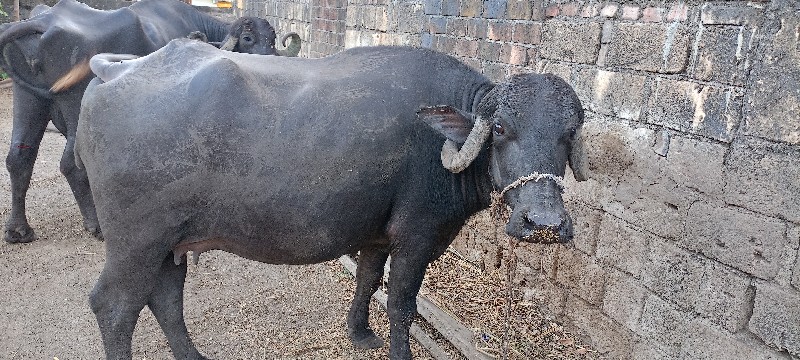 ભેસ વેચવાની છે...