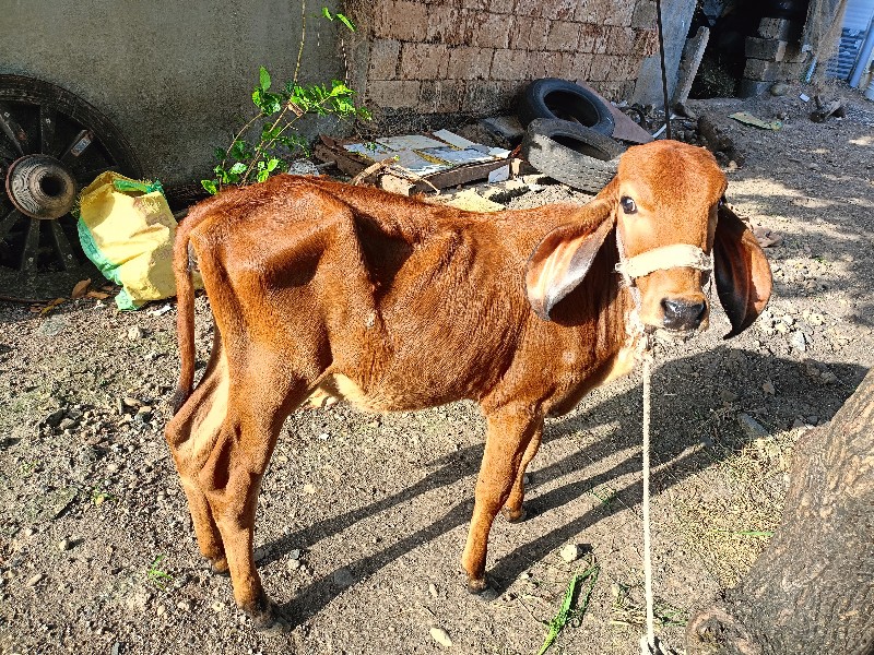 જરસિ-ગાય