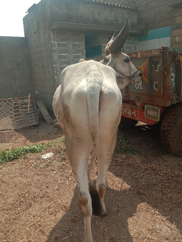 બળદ વેચવાનો છે