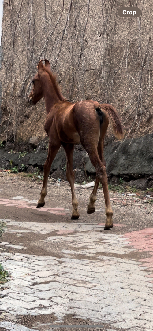 વશેરી