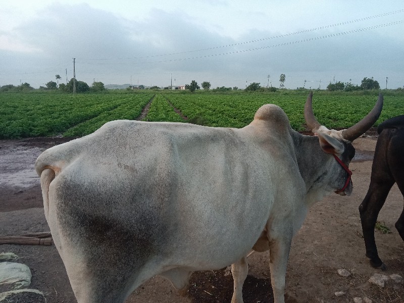 ઘોઢલો વેચવાનો છ...