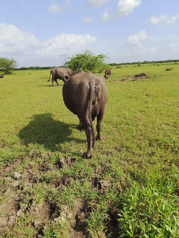 ભેંસ વેચવાની છે