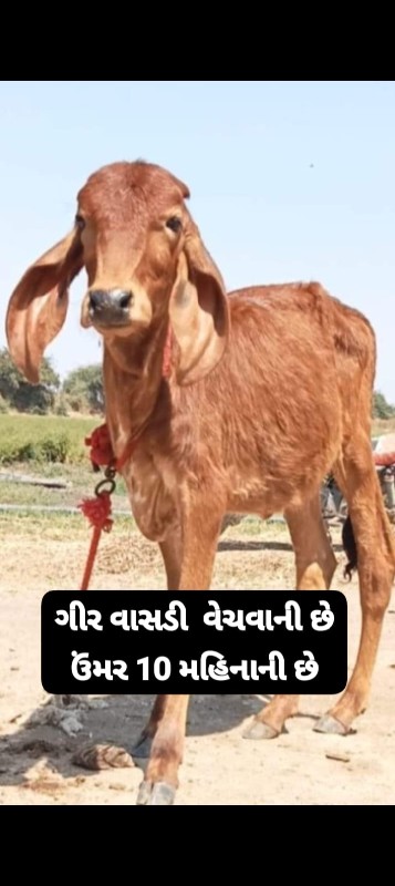 એક ગાય ને હોડકી...