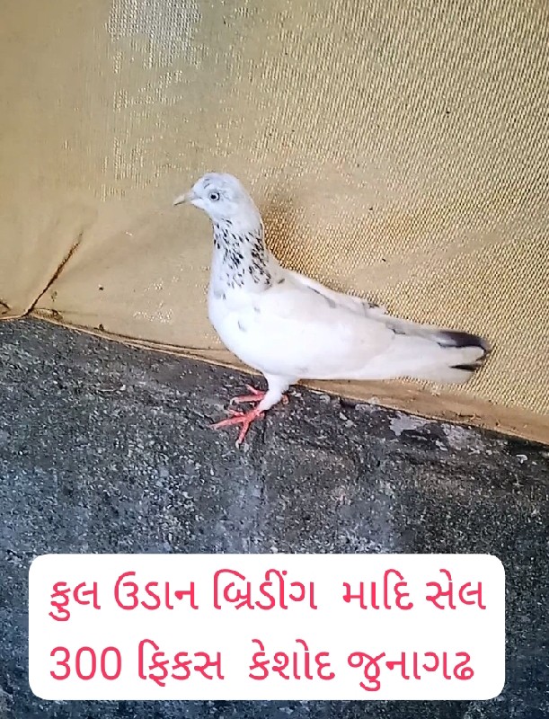 3 ,માદિ વેચવાની...