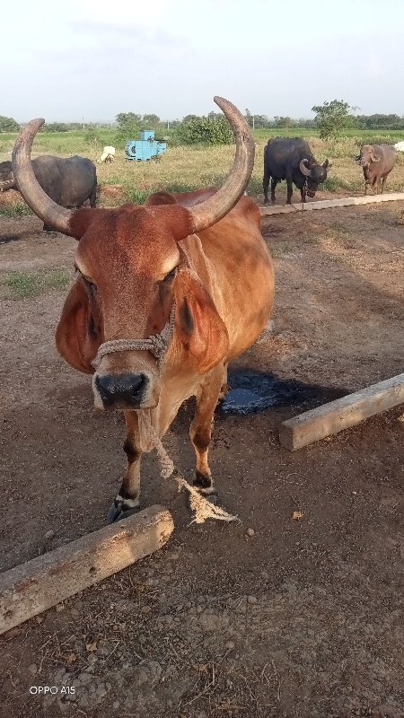 આ ગાય વેચવા ની...