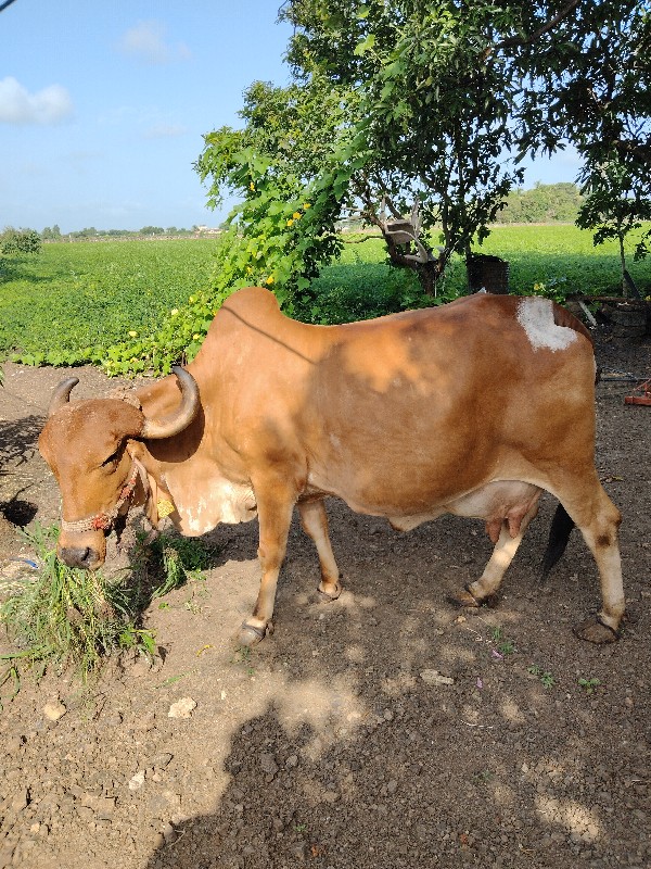 ગીર ગાય વેચવાની...