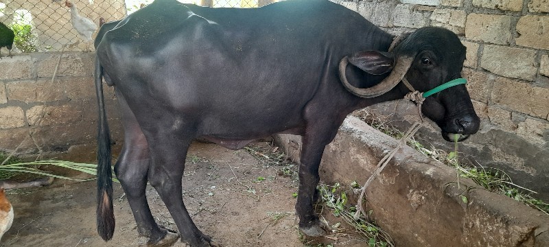 2 પશુ વેચવાના છ...