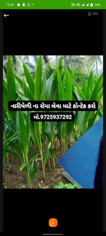 *નારિયેળીના રોપ...