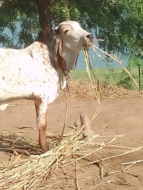 વાસડી