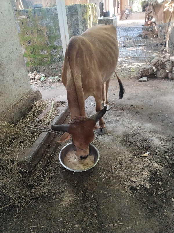 ગાય વેશવાની શે