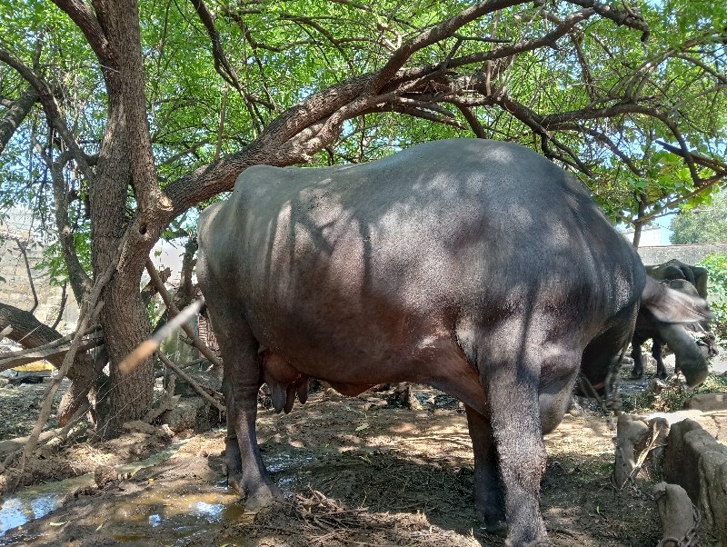 ભેંસ