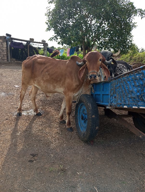 ગોઢલો વેચવાનો છ...