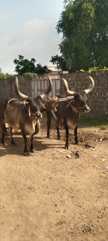 બળદ વેચવાના છે