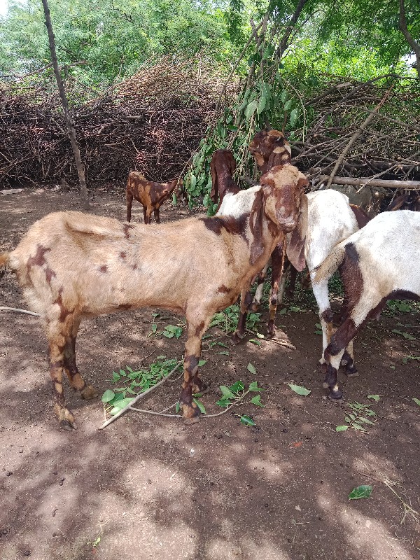 આ રાજસ્થાની બકર...