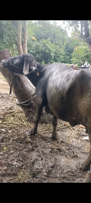 વેસવાની સે