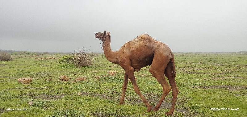 વેચવાનું