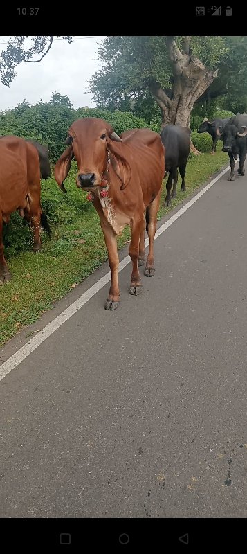 વાસડી