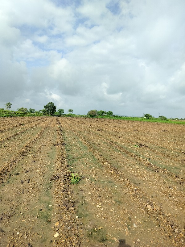 ઓસીકાના ભાવમાં...