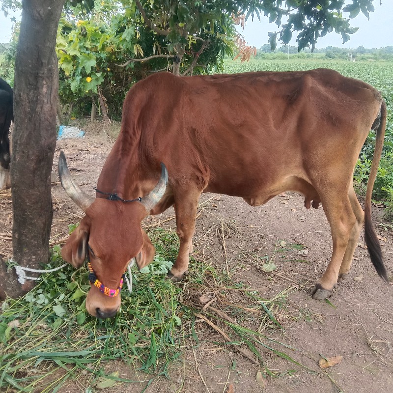 ગાય વેશવાની છે