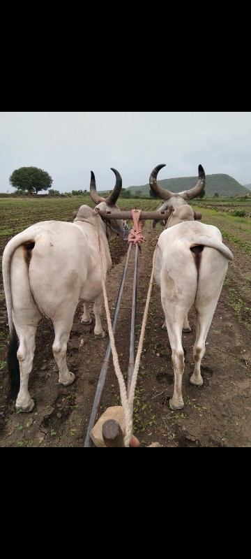 ગોઠલા વેચવાના છ...