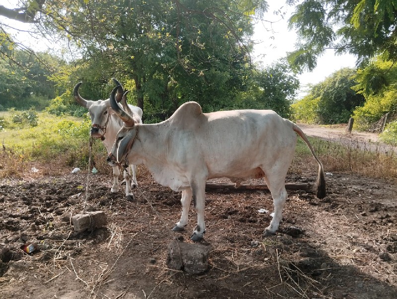 બળદ વેચવા ના છે