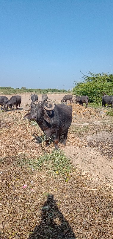 આબેયભેસુવેસવાની...