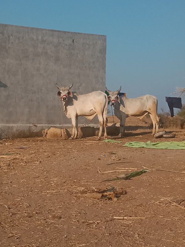 ગોઢલા વેચવાના છ...