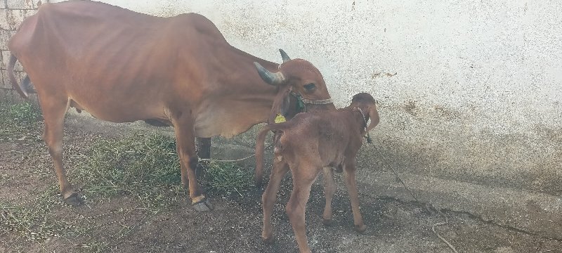 ગાય વેચવાની છે.