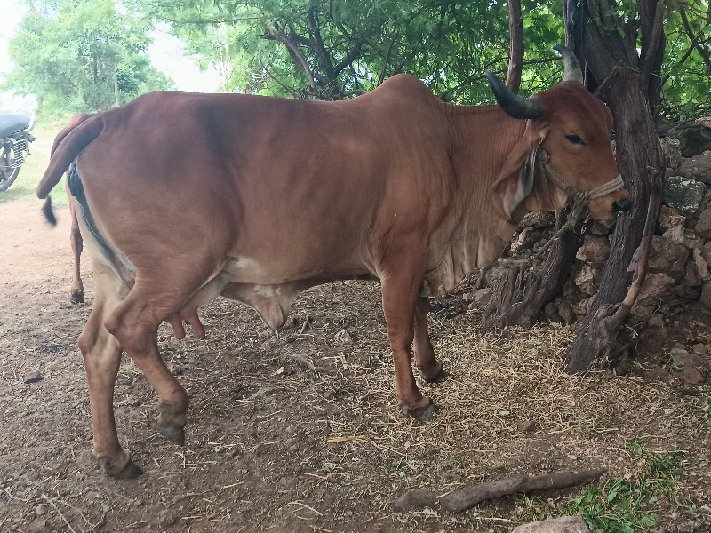 ગાયવેશવાનિછે