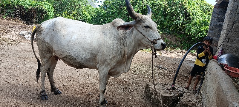 ગાય વેચવાની છે...