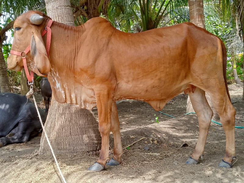 ગીર હોડાકી વેચવ...