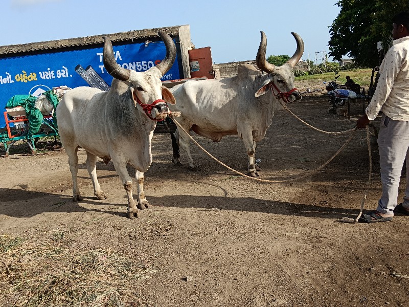 બળદ ગોધલા વાગડ્...