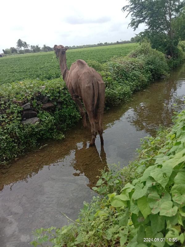 સાંઢીયો વેચવાનો...