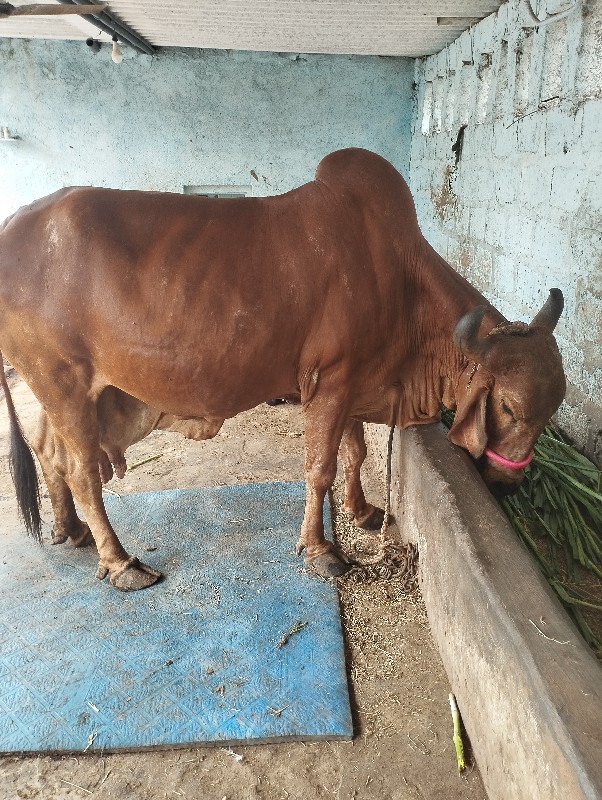 ગાય વેચવાની છે