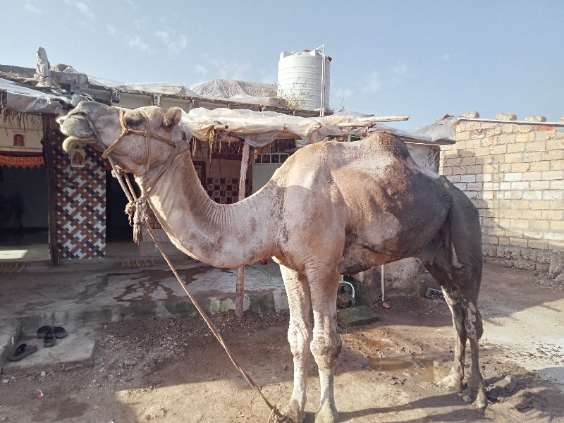 હાઢીયો વેસવાનોસ...