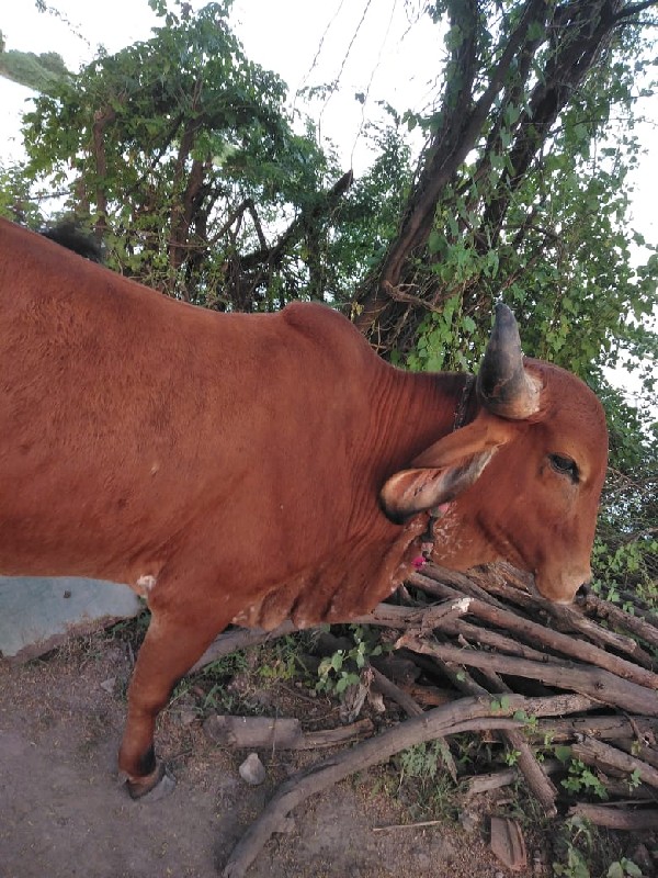 ખોટો ફોન કરવો ન...