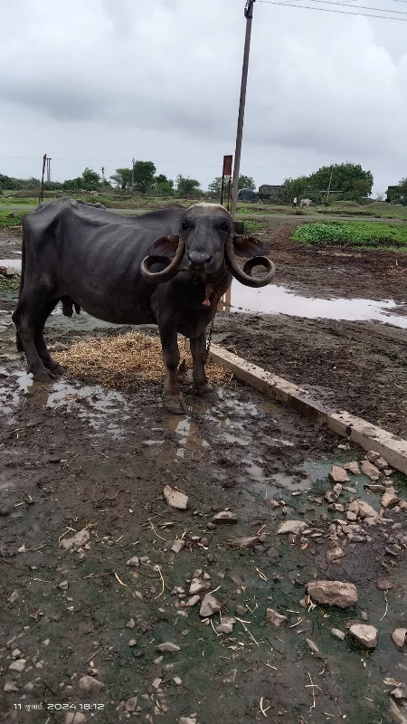 ભેસવેચવાનીછે